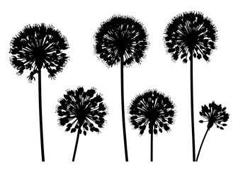 Obraz premium Allium Flower Silhouettes Black Botanical Design