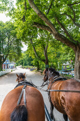 Zwei Pferde einer Kutsche während einer Kutschfahrt auf Hiddensse