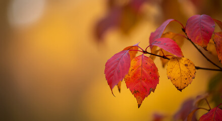 Obraz premium A close-up of vibrant red and orange maple leaves on a branch during the autumn season.
