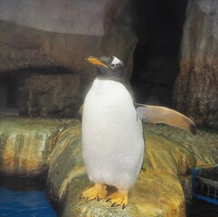 ジェンツーペンギン