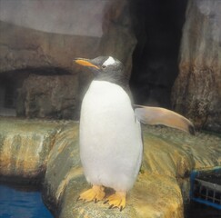 ジェンツーペンギン