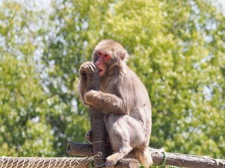 ニホンサル