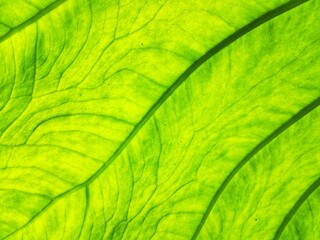 hdr,Nature background of a taro leaves with green color and With a unique leaf vein shape