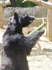 ツキノワグマ