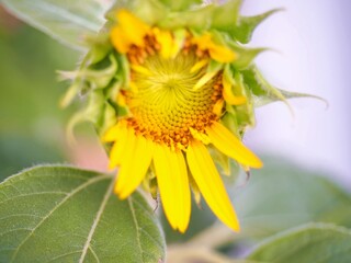 ひまわり　接写
