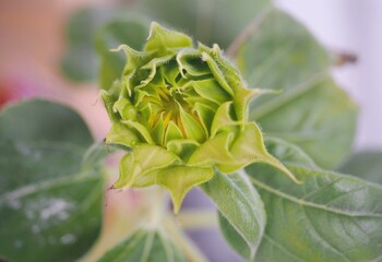 ひまわり　接写