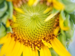 ひまわり　接写