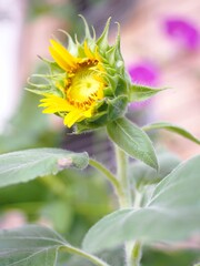 ひまわり　接写