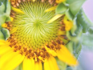 ひまわり　接写