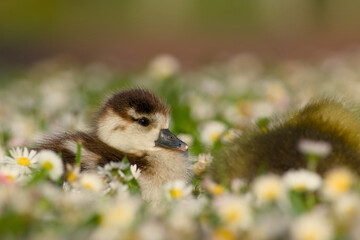 Cute fluffy Egyptian gosling (Alopochen aegyptiaca) resting on a daisy-covered meadow in natural sunlight