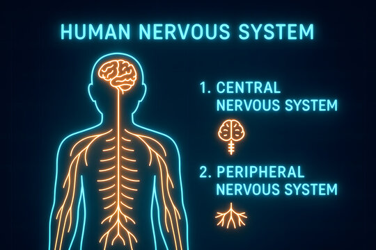 Neon Human Nervous System Anatomy Diagram for Medical Education