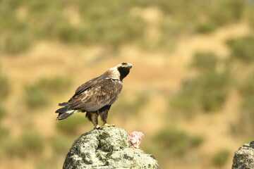 aguila imperial en la montaña