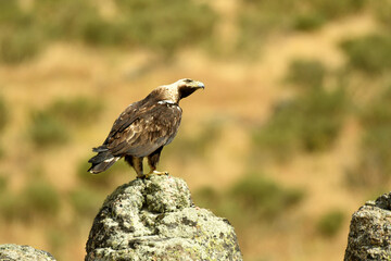 aguila imperial en la montaña