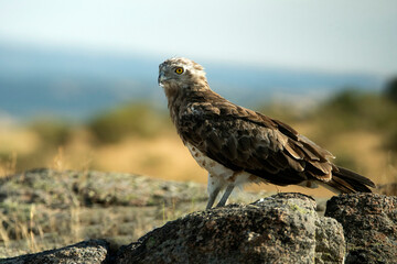 aguila cuelbrera en el campo