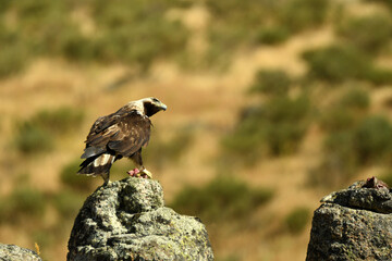 aguila imperial en la montaña