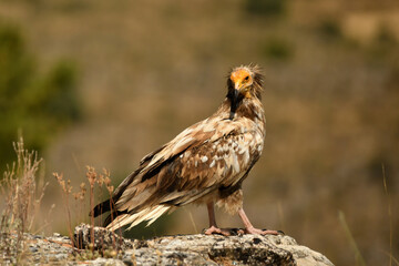 alimoche en tierras sorianas