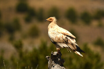 alimoche en tierras sorianas