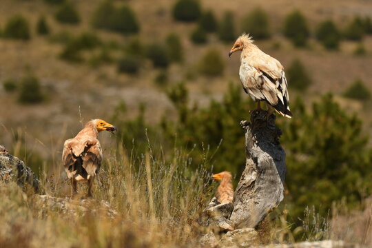 alimoche en tierras sorianas