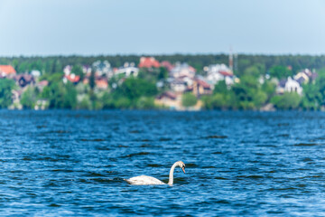 Graceful white Swan swimming in the lake, swans in the wild. Portrait of a white swan swimming on a lake.