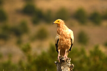 alimoche en tierras sorianas