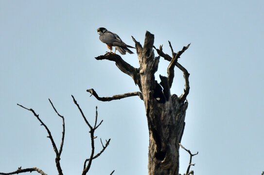 halcon peregrino en la rama