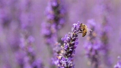 closeup of lavender flowers
