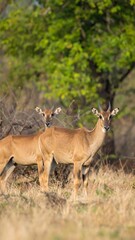 Fototapeta premium Two deer in a grassy savanna