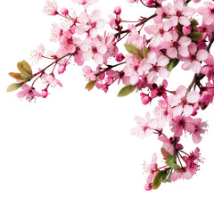 Fototapeta premium Delicate pink blossoms on branches (3)