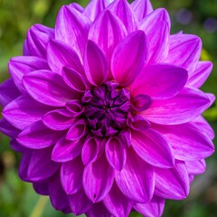 Vivid purple dahlia blossom, densely packed petals, close-up view