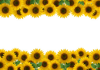 Sunflower Floral Border Illustration