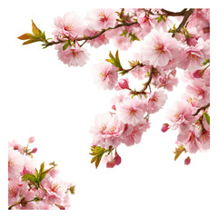 Obraz premium Close-up of blossoming cherry blossoms