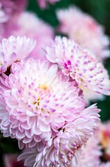 Fototapeta premium A natural closeup of chrysanthemums, highlighting their elegant texture and pastel floral design.