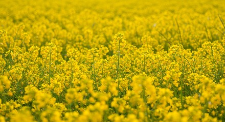 Vibrant Yellow Canola Flowers Blooming in Sunny Field