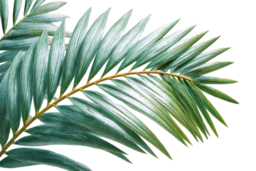 Close-up of a palm leaf branch with delicate, feathery fronds against blackness
