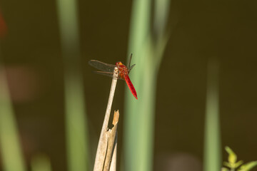 Scarlet dragonfly