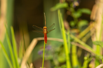 Scarlet dragonfly