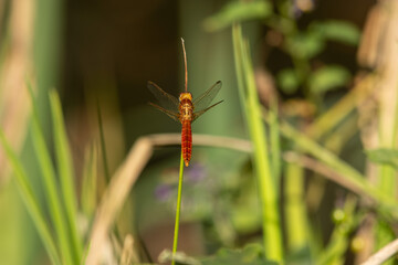 Scarlet dragonfly