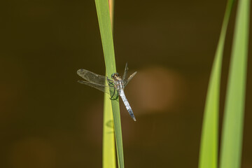 Orthetrum brunneum