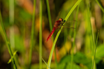 Scarlet dragonfly