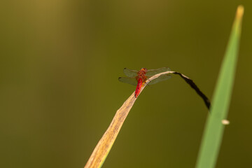 Scarlet dragonfly