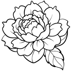Peony art vector