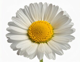Naklejka premium Daisy Flower (Bellis perennis) in Studio and Natural Meadow – Photorealistic Photography