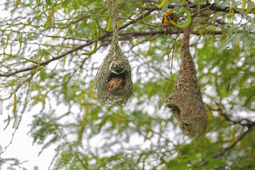 Baya weaver bird building nest on tree branch	

