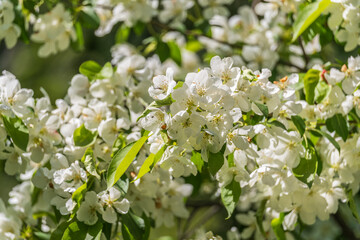 White blossoming apple trees. White apple tree flowers