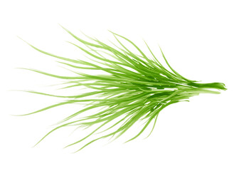 Green plant leaf abstract isolated on transparent background