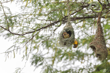 Baya weaver bird building nest on tree branch	

