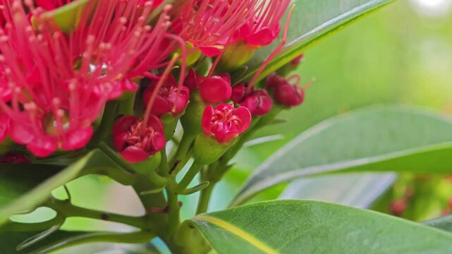 Red golden penda flower (Xanthostemon chrysanthus).
