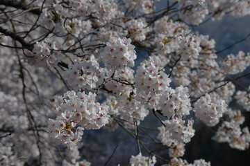 The full-bloom cherrys as snowball-shaped flower / 手毬状に咲き揃った満開のソメイヨシノ