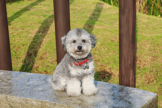 Cute silver phantom toy poodle dog posing on a concrete block, facing the camera with fluffy paws and curly fur. Green grass and wooden poles in the background.