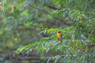 Baya weaver bird sitting on tree branch	
